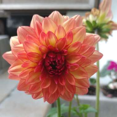 Border Dahlia