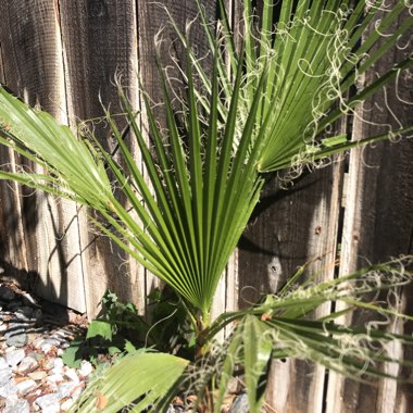 Washingtonia robusta