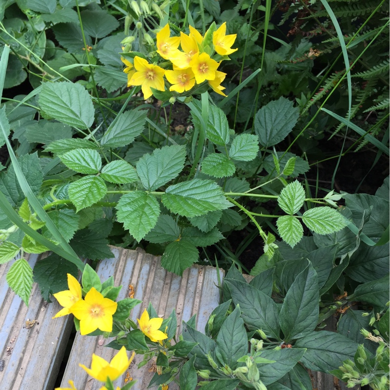 Large Yellow Loosestrife