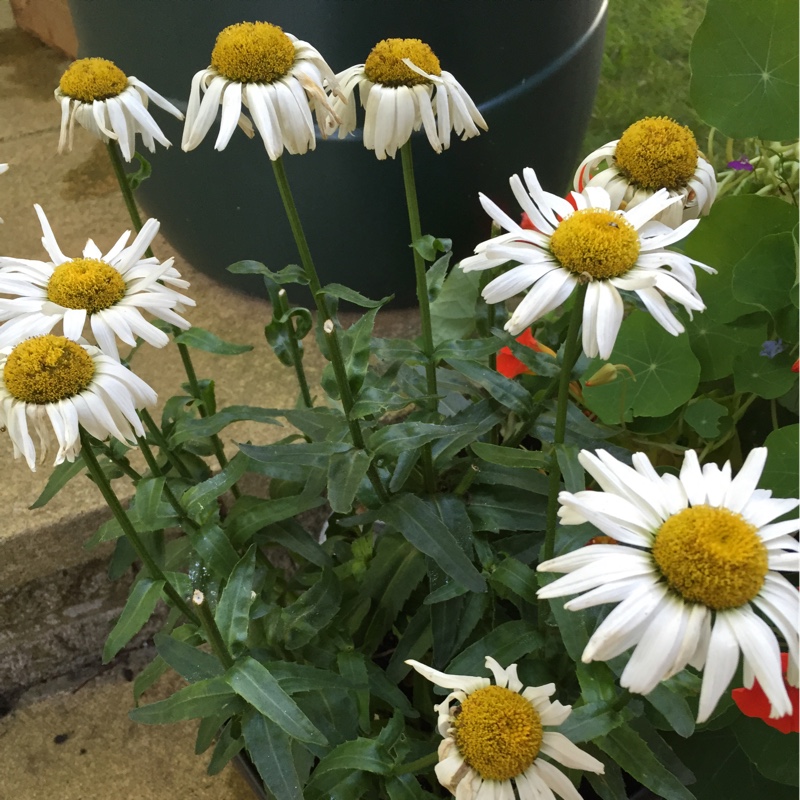 Plant image Leucanthemum x superbum 'Phyllis Smith'