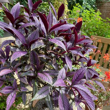 Persian Shield