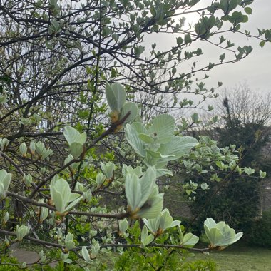 Whitebeam