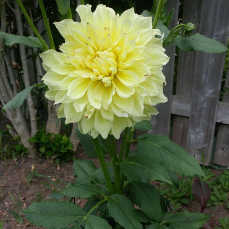 Plant image Dahlia 'Grandalia Yellow' (Grandalia Series)