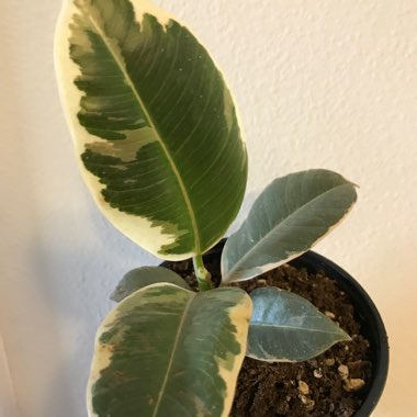 Ficus elastica 'Tineke'