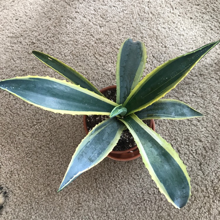 Plant image Agave guiengola 'Creme Brule'