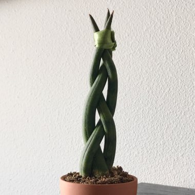 Sansevieria cylindrica