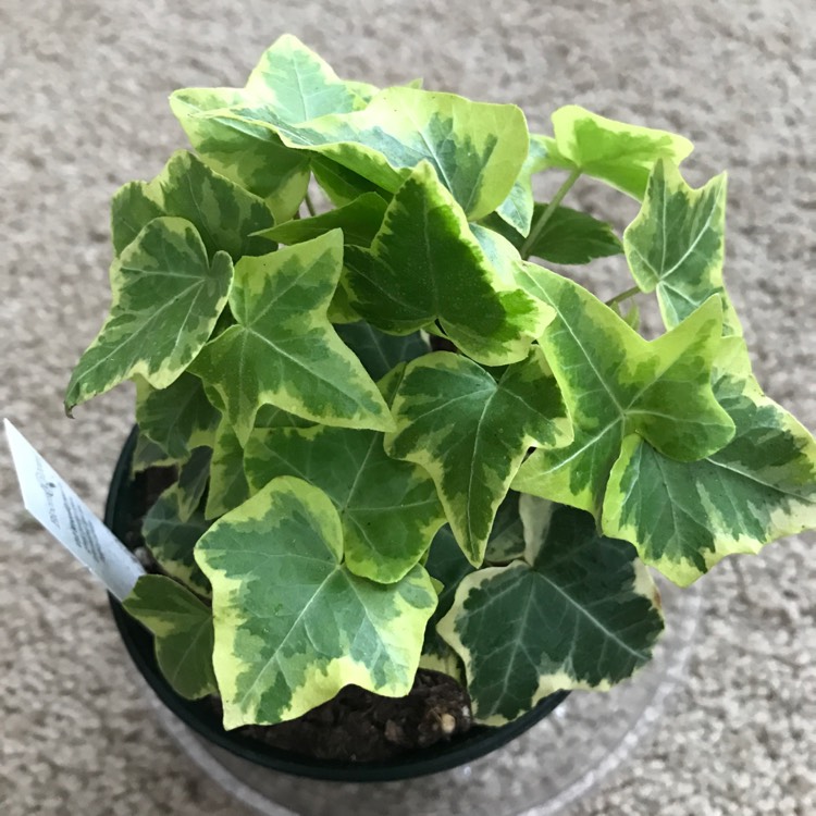 Plant image Hedera helix 'Yellow Ripple'