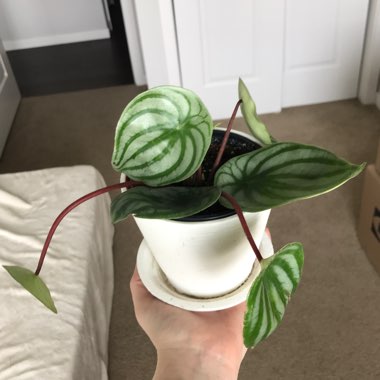 Peperomia argyreia