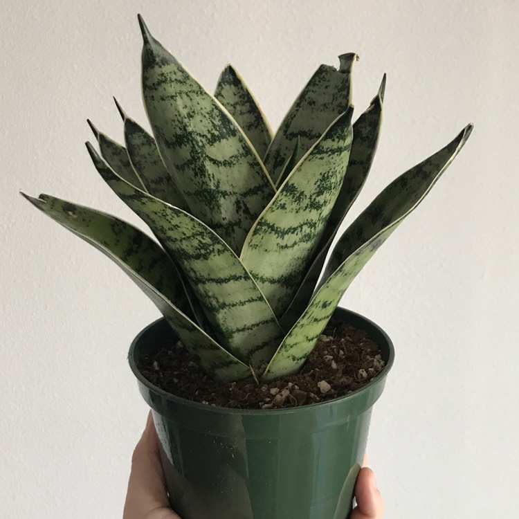 Plant image Sansevieria Hahnii Silver Frost