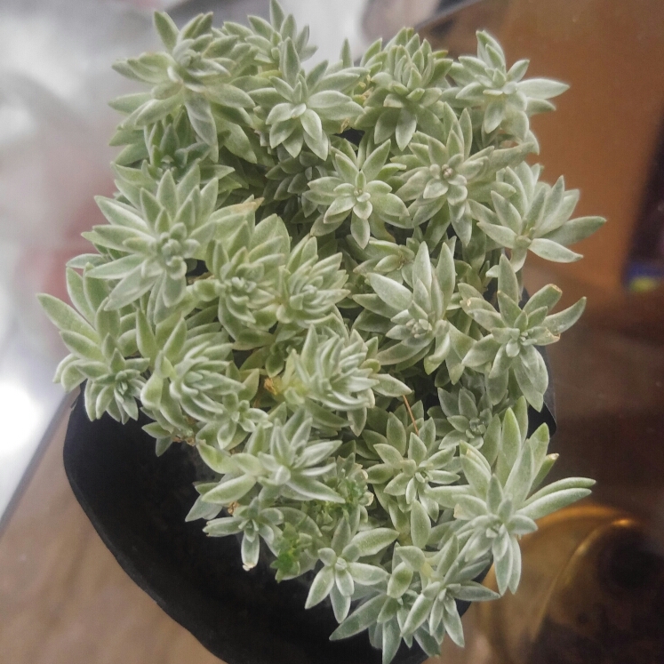 Plant image Sedum 'Frosty Morn'