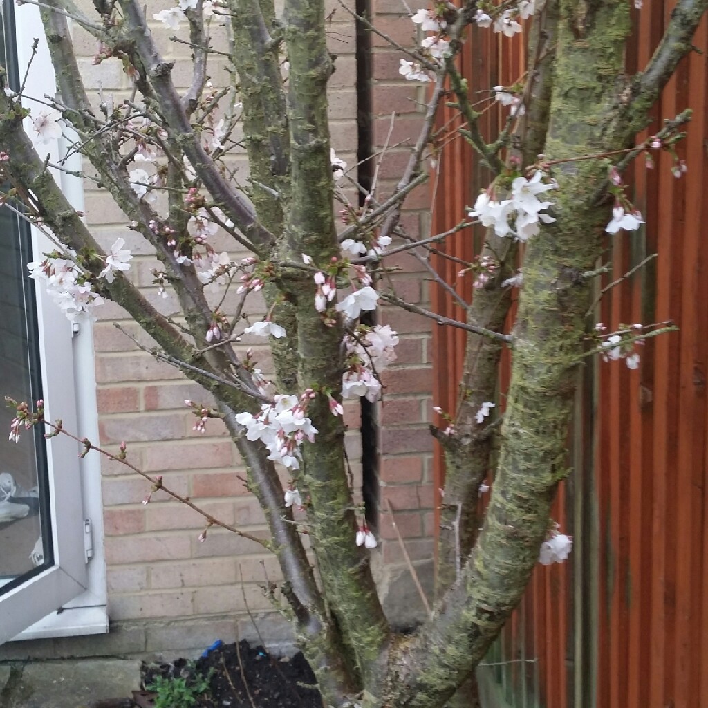 Plant image Prunus 'Accolade'