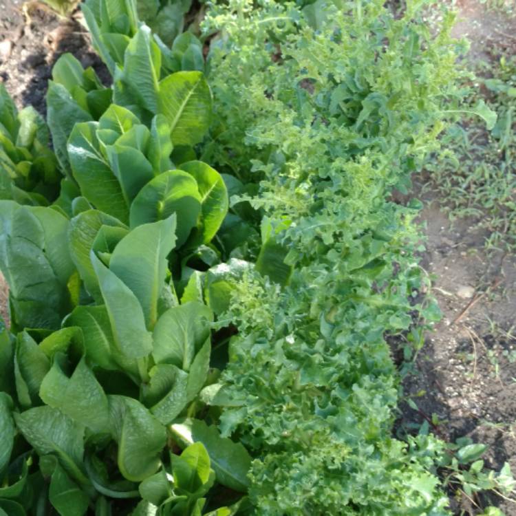 Plant image Lactuca Sativa 'Crisp Mint'