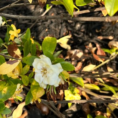 Gardenia 'August Beauty'