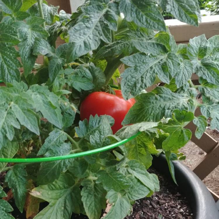 Plant image Solanum lycopersicum 'Better Boy'