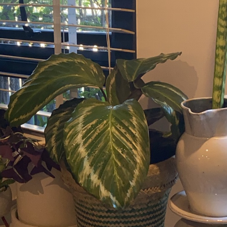 Plant image Calathea veitchiana