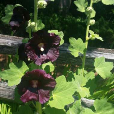 Hollyhock