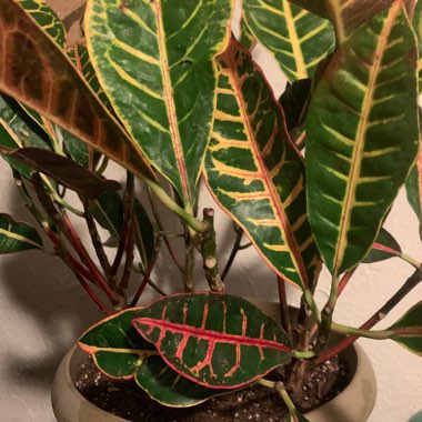 Codiaeum variegatum