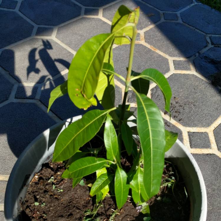 Plant image Mangifera Indica