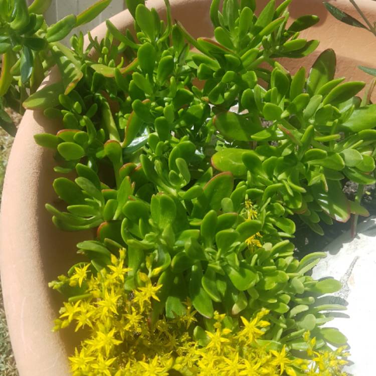 Plant image Sedum mexicanum