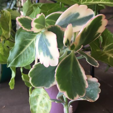 Kalanchoe fedtschenkoi 'Variegata'