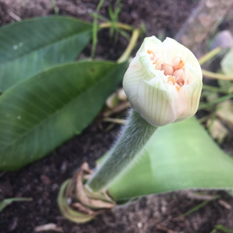 Plant image Haemanthus albiflos