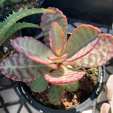 Kalanchoe 'Gremlin'