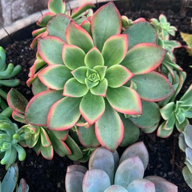 Aeonium 'Kiwi'