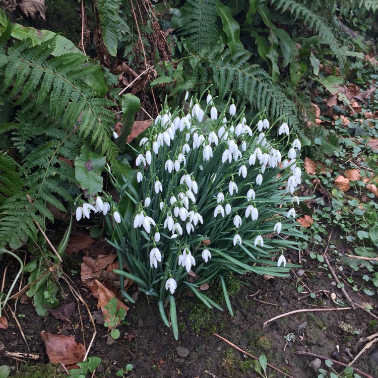 Plant image Galanthus