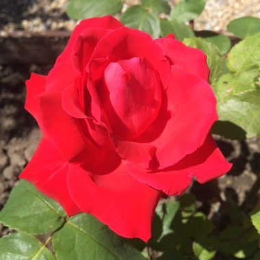 Rose 'Alec's Red' (Hybrid Tea)