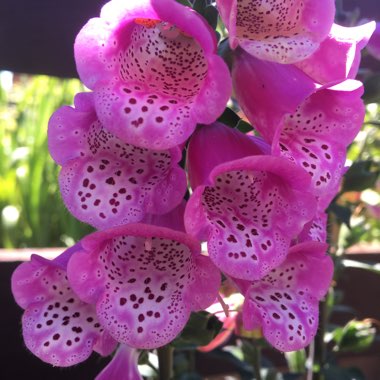 Common Foxglove