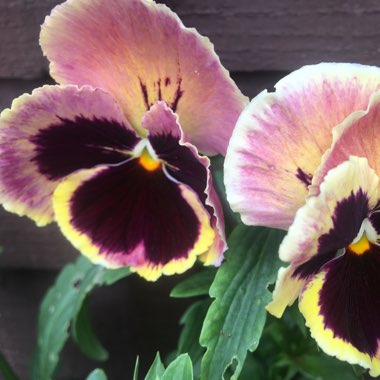 Winter Pansy 'Matrix Sunrise'