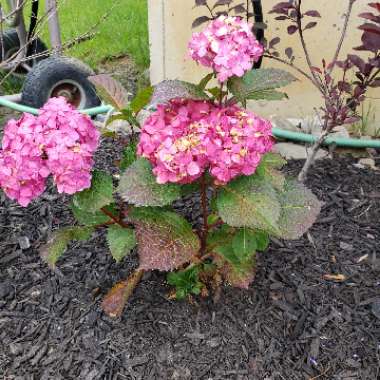 Hydrangea