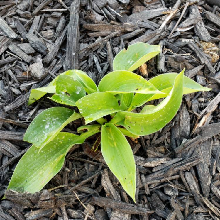 Plant image Hosta 'Fragrant Blue'