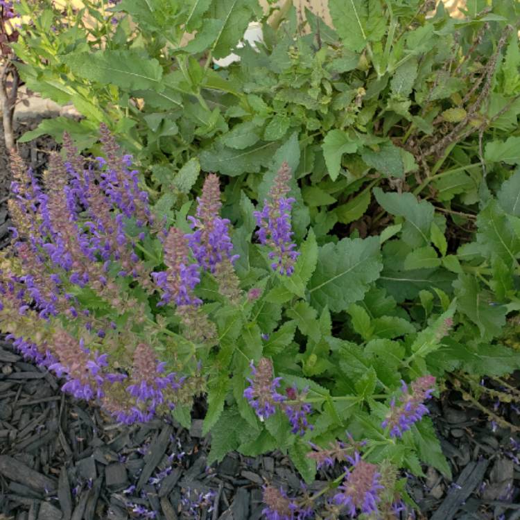 Plant image Salvia nemorosa 'Florsalsky' (Sensation Series) syn. Salvia nemorosa 'Sensation Sky Blue'