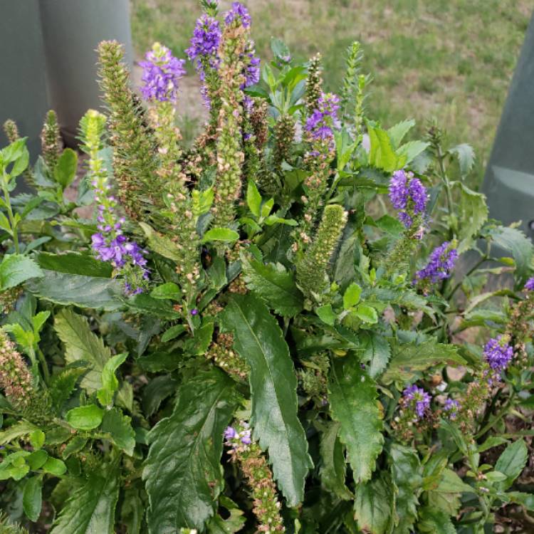 Plant image Veronica 'Blue Bomb'