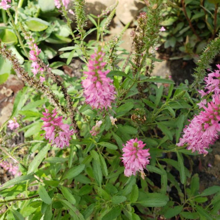 Plant image Veronica spicata 'Yabpin' syn. Veronica spicata 'Inspire Pink'