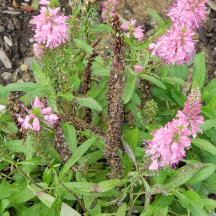 Plant image Veronica spicata 'Yabpin' syn. Veronica spicata 'Inspire Pink'