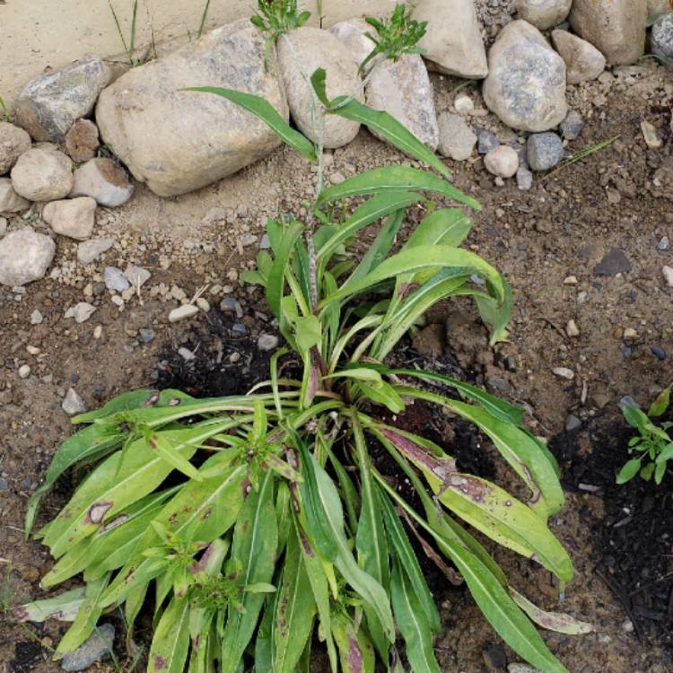 Plant image Echinacea 'Harvest Moon' (Big Sky Series) syn. Echinacea 'Matthew Saul'