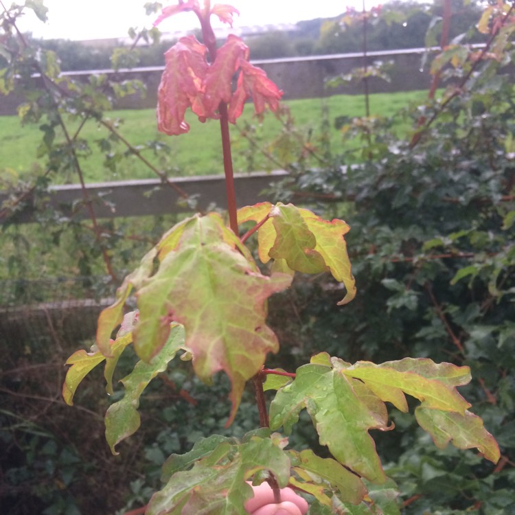 Plant image Acer campestre