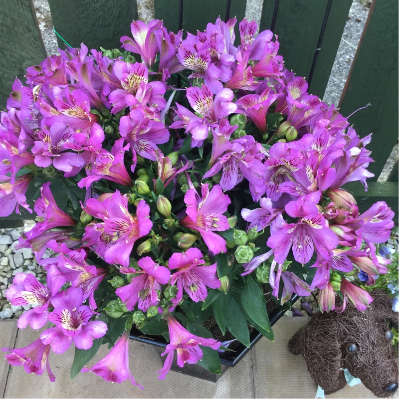 Peruvian Lily 'Ligtu Hybrids' (Mix)