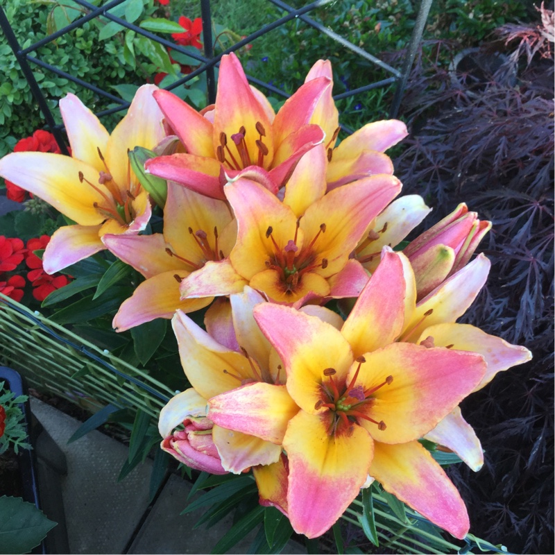 Lily 'Bright Star' (Trumpet/Aurelian)