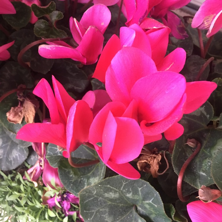 Plant image Cyclamen 'Halios Fantasia Deep Rose' (Halios Series)