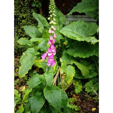 Digitalis