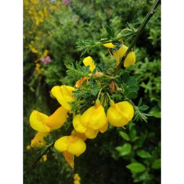 Cytisus