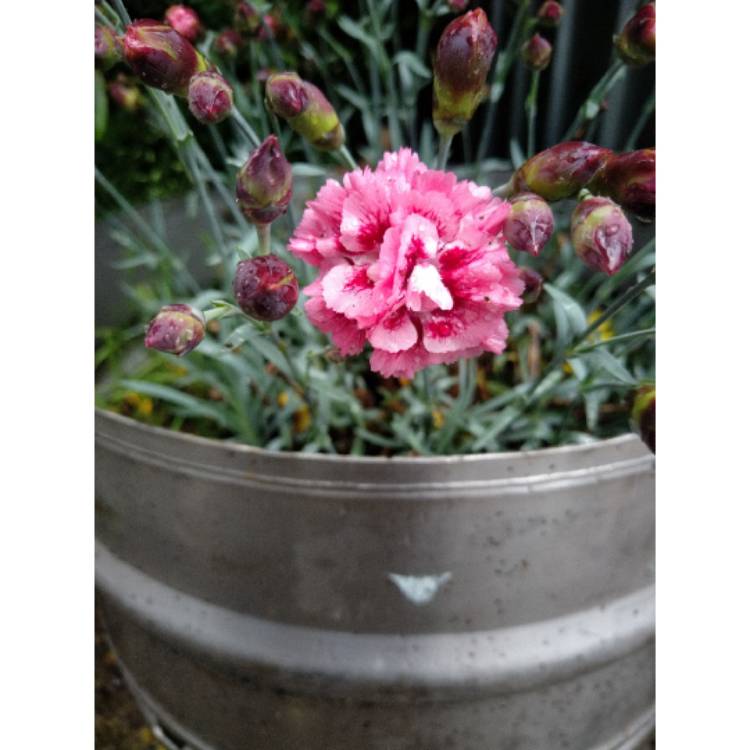 Plant image Dianthus 'Sugar Plum'