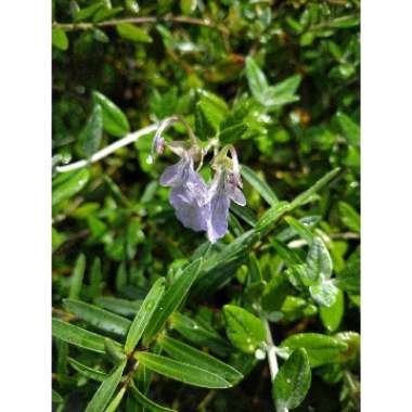 Teucrium fruticans 'Compactum'