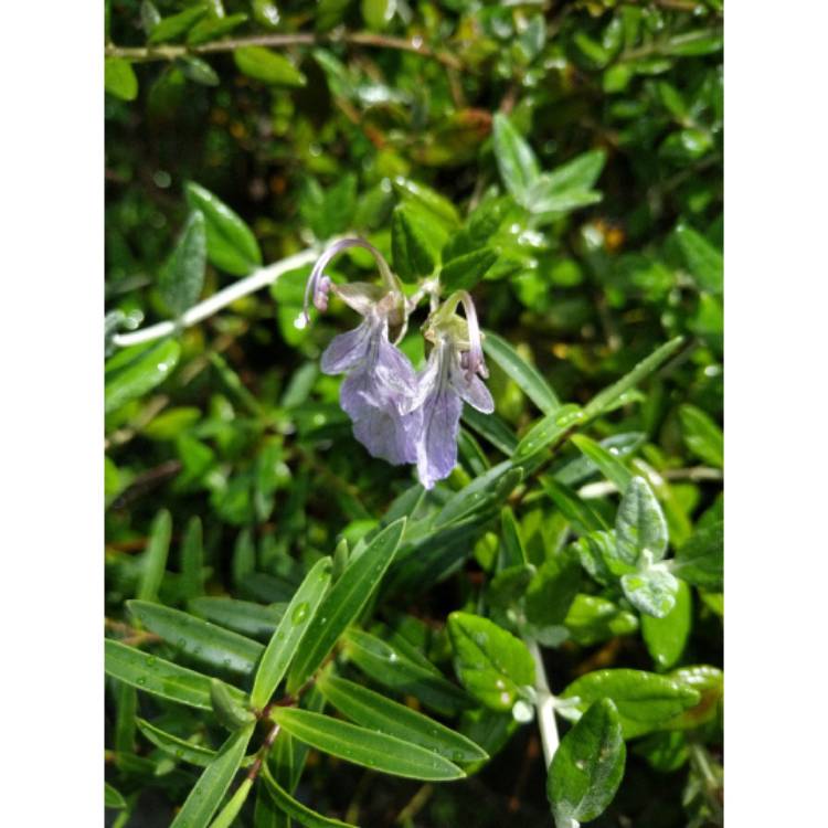 Plant image Teucrium fruticans 'Compactum'