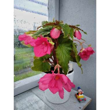 Begonia