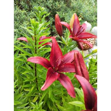 Lilium (Asiatic)