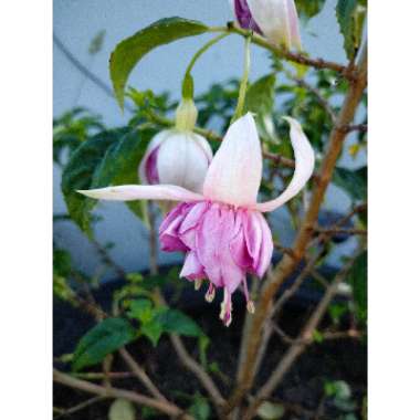 Fuchsia (Half Hardy)